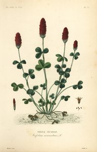 Trèfle incarnat, Trifolium incarnatum - Unbekannt