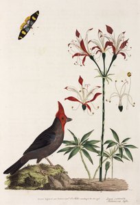 Bec-croisé, lys et papillon - Unbekannt