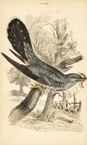 Coucou, Cuculus canorus, avec une chenille dans son bec. 1889 (gravure) - Unbekannter Künstler