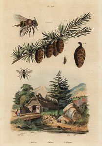 Abeille coucou, Melecta albifrons 1, mélèze d