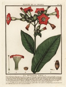 Tabac cultivé, Nicotiana tabacum