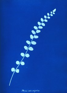 Cyanotype de fougère britannique