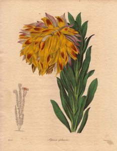 Dahlia variété, liparia sphérique (Liparia sphaerica), illustration par R. Mills, dans The Botanist, série par Benjamin Maund
