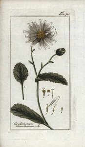Marguerite (Leucanthemum vulgare)