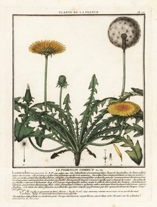 Pissenlit, Taraxacum campylodes - Unbekannter Künstler