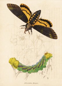 Sphinx à tête de mort, Acherontia atropos. Gravure à l