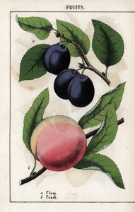 Description des fruits : prune bleue (quetsche) et pêche