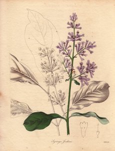 Description du lilas hongrois (Syringa josikaea), illustration par Miss R. Mills, dans The Botanist, série par Benjamin Maund