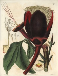 Description de la grande fleur chocolat foncé d