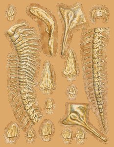 Os de dinosaure sur fond coloré, gros plan