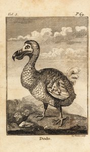 Dodo, Raphus cucullatus, oiseau éteint