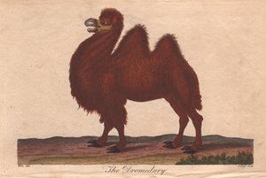 Chameau dromadaire - Unbekannter Künstler