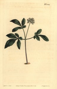 Panax trifolius