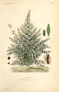 Garance des teinturiers, Rubia tinctorum - Unbekannt