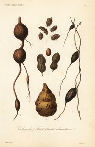 Tubercules alimentaires et fruits
