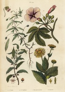 Aunée, Inula helenium, violette verte, Hybanthus species Ionidium polygalifolium, ipecacuanha, Carapichea ipecacuanha, et liseron, Ipomoea insignis
