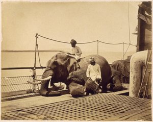 Éléphant sur le pont d
