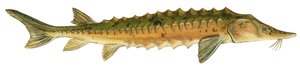 Esturgeon jaune - Esturgeon de lac (Acipenser fulvescens)