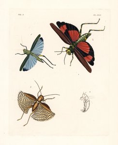 Eupropacris coeruleus 1, Chromacris miles 2, et Gryllacris tessellata 3. Lithographie coloriée à la main de la nouvelle édition de John O. Westwood des Illustrations of Exotic Entomology de Dru Drury, Bohn, Londres