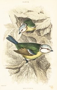 Mésange bleue, Cyanistes caeruleus - Unbekannter Künstler