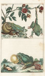 Grenouilles européennes et italiennes - Eau-forte par Gottlieb Tobias Wilhelm (1758-1811), de l
