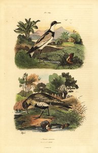 Pluvier doré européen, Pluvialis apricaria, et pluvier à collier interrompu, Charadrius hiaticula