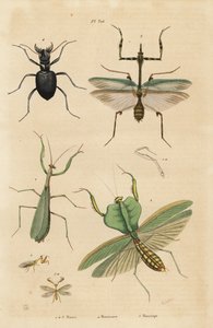 Mante religieuse, Mantis religiosa, mante feuille, Choeradodis rhomboidea, cicindèle, Manticora latipennis, mantispide, Mantispa styriaca
