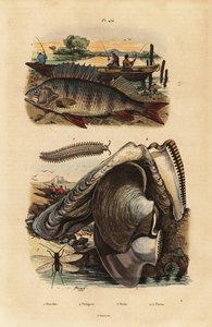 Perche européenne, Perca fluviatilis 1, ver de velours, Peripatus iuliformis 2, chrysope, Perla marginata 3, et huître perlière, Isognomon isognomum 4. Perche, Peripate, Perle, Perne