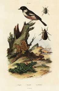 Traquet pâtre, cerveau jaune et scarabées - Unbekannter Künstler
