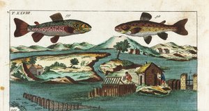 Truite européenne - Technique de pêche utilisant des rapides artificiels pour attraper des poissons - Truite de mer, Salmo trutta trutta 98, omble chevalier, Salvelinus alpinus alpinus 99