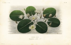 Nénuphar blanc, Nymphaea alba - Unbekannt