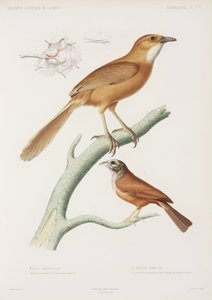 Fairywren et bruant des maisons, Algérie - Unbekannter Künstler