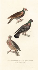Races de pigeons de fantaisie