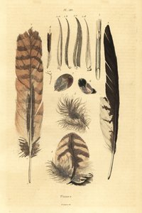 Plumes, panaches, anatomie des oiseaux
