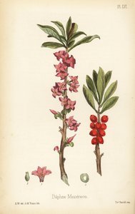 Daphné mezereum, Daphne mezereum