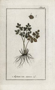 Fougère doradille des murs ou asplénie rue des murs (Asplenium ruta muraria). Lithographie de « Afbeelding der Artseny-Gewassen » par Johannes Zorn (1739-1799), Pays-Bas - Unbekannter Künstler