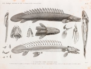 Poisson : Le Polypterus bichir, anatomie