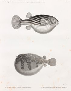 Poisson : Tétrodon - Unbekannt