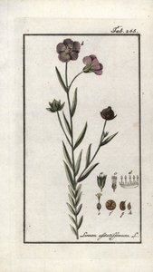 Graine de lin (Linum usitatissimum). Lithographie de « Afbeelding der Artseny-Gewassen » par Johannes Zorn (1739-1799), Pays-Bas - Unbekannter Künstler