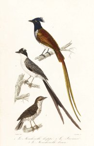 Gobemouches et élénie des Caraïbes - Unbekannter Künstler