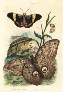 Papillon hibou géant de la forêt, Caligo eurilochus 1 et papillon Brassolis sophorae, nymphe et chenille 2 - Unbekannt