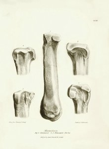 Os fossiles (métatarse et métacarpe) de l
