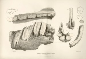 Fragment de mâchoire et dents de Toxodon, un animal préhistorique, trouvé par Charles Darwin près de Montevideo, Uruguay lors de son voyage d