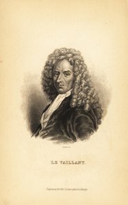 François le Vaillant, auteur, explorateur, naturaliste et ornithologue français