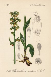 Orchis grenouille, Dactylorhiza viridis