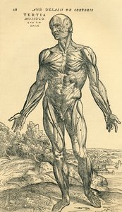 Devant du corps humain masculin, une étude anatomique publiée à l