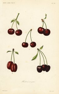 Fruits à noyau