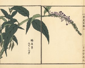 Fujiutsugi ou Buddleia, espèces de Buddleja. Gravure sur bois coloriée à la main par Kono Bairei de Kusa Bana Hyakushu (Cent Variétés de Fleurs), Tokyo, Yamada