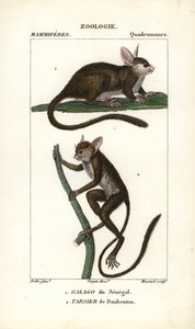 Galago du Sénégal et tarsier de Daubenton - Eau-forte par Jean Gabriel Pretre (1780-1845), gravée par Carnonkel, pour le dictionnaire des sciences naturelles : mammifères par Frédéric Cuvier, édité par Pierre Jean François Turpin (1775-1840), publié par F.