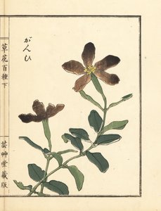Ganpi ou attrape-mouche, espèce de Lychnis (silène). De Kusa Bana Hyakushu (Cent Variétés de Fleurs)